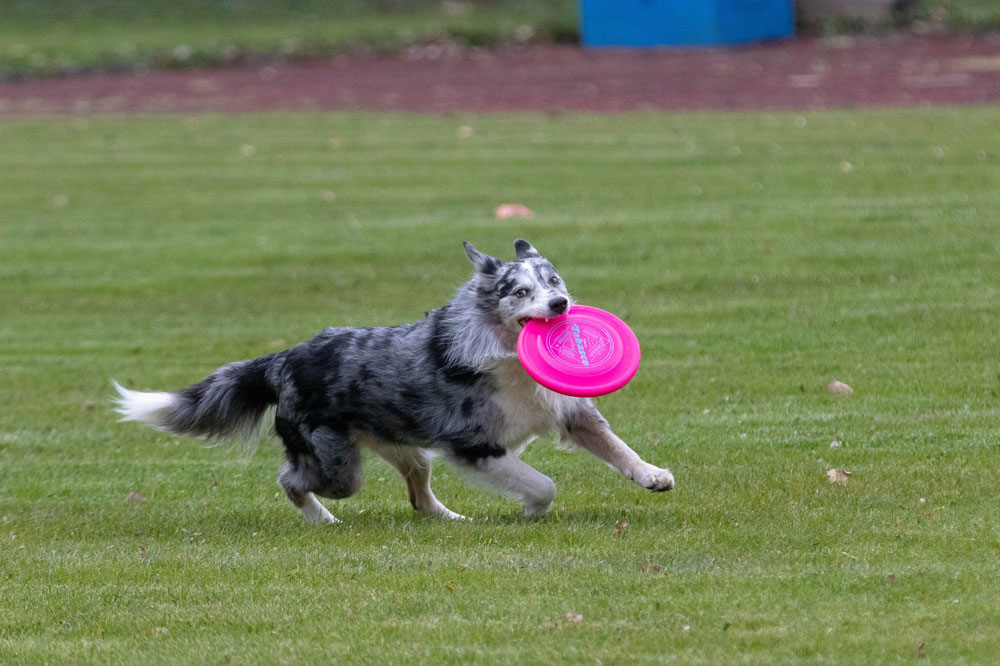 Toss_Fetch